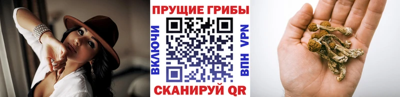 где продают наркотики Горячий Ключ Галлюциногенные грибы Psilocybine cubensis